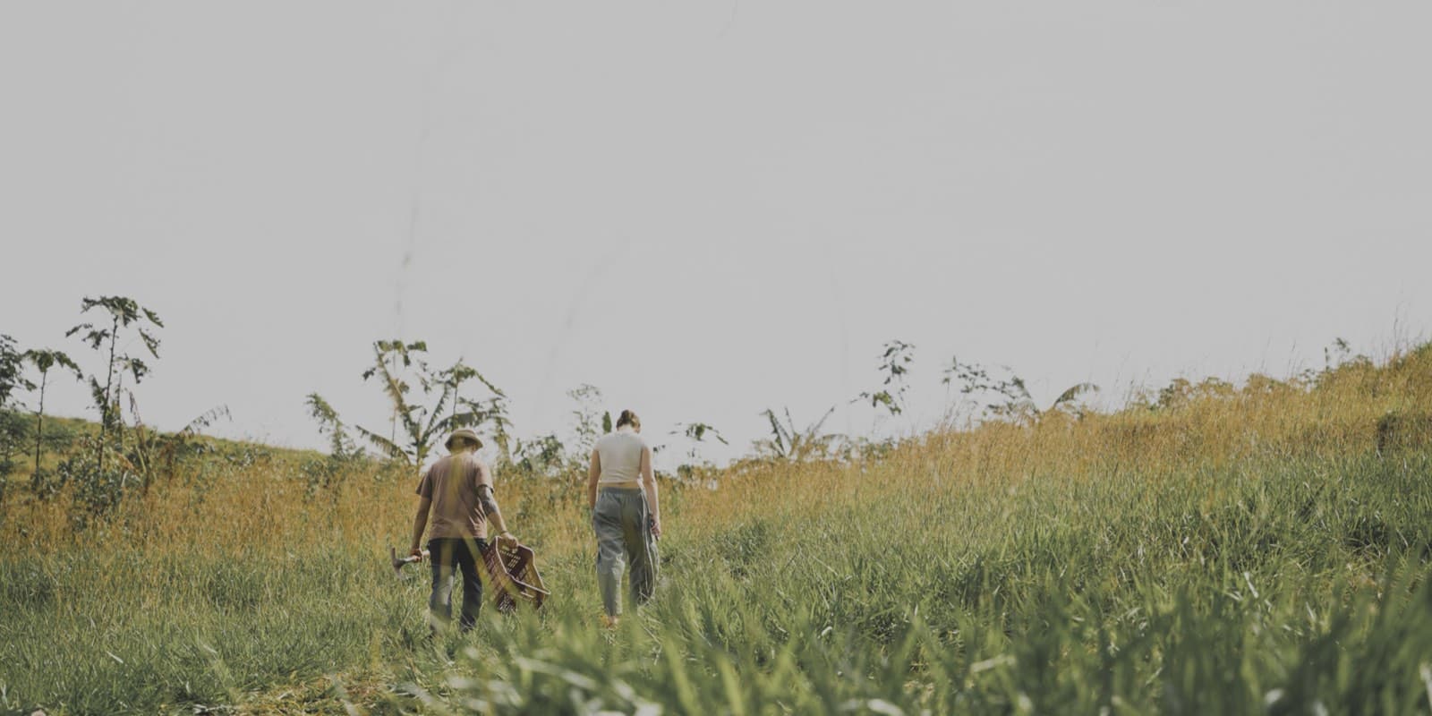 A harvest basket carried through the fields