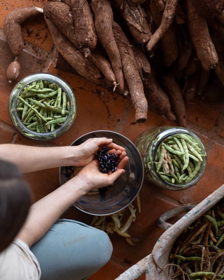 Hands sorting a bean harvest into jars at Tierramor