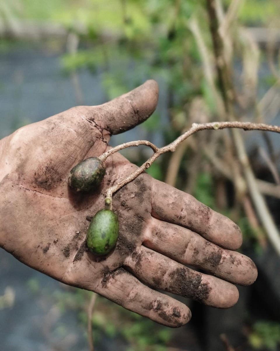 A hand holding freshly harvested seeds at Tierramor