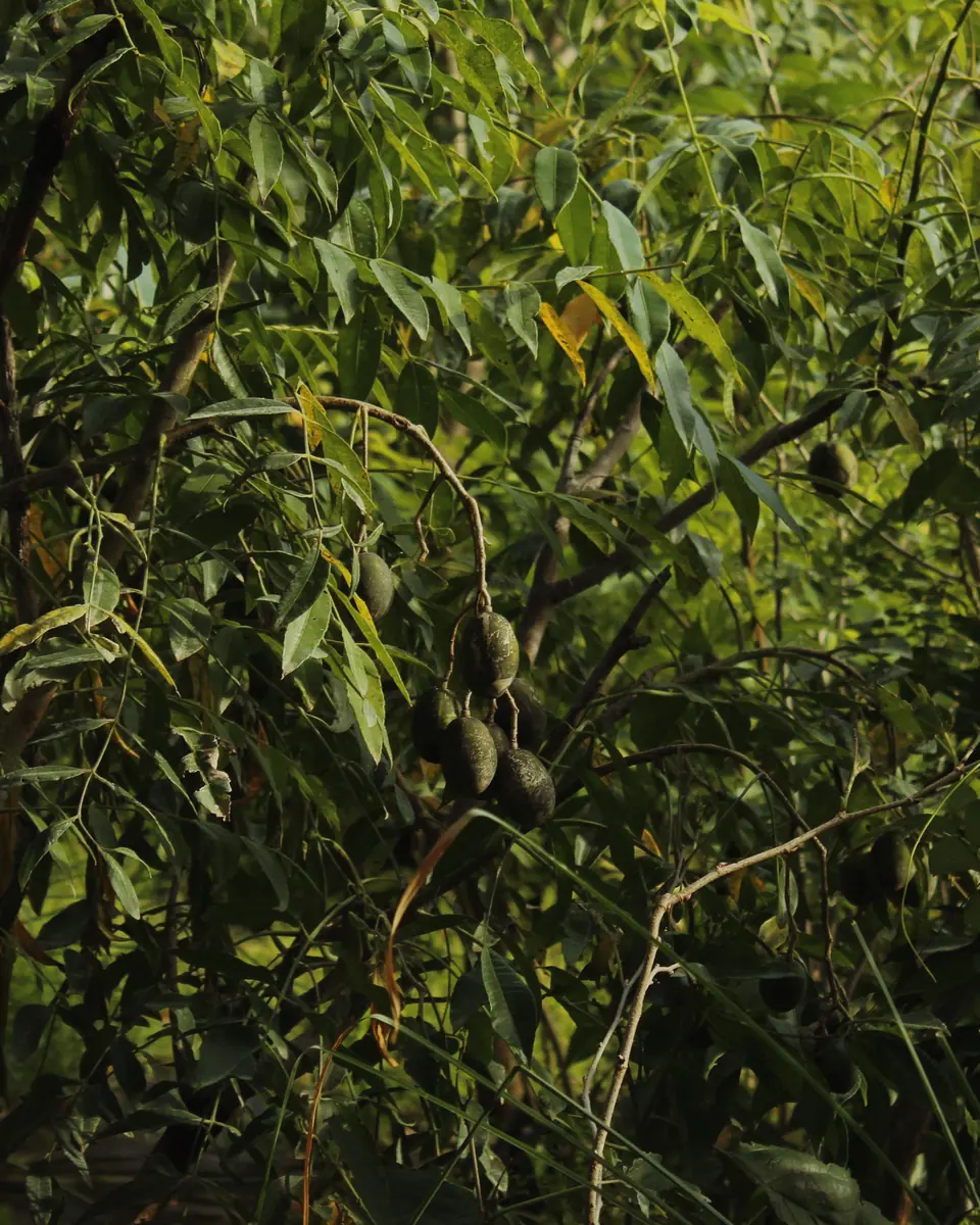 Green foliage in the nursery
