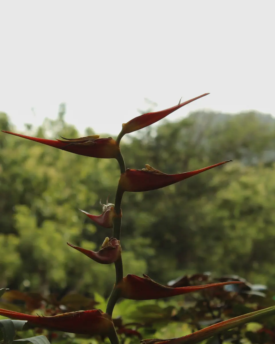 Red tropical flowers among green leaves