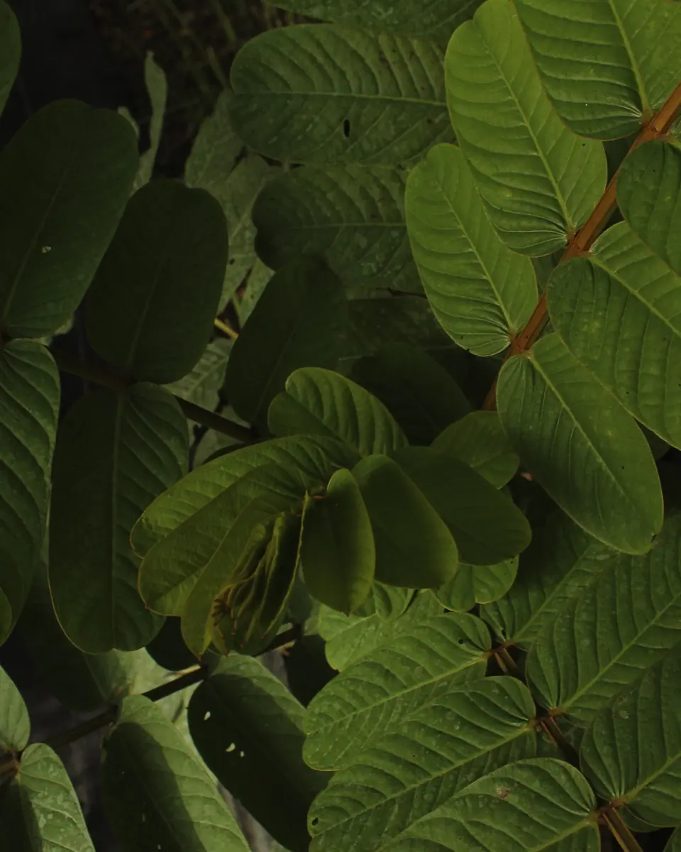 Large green tropical leaves
