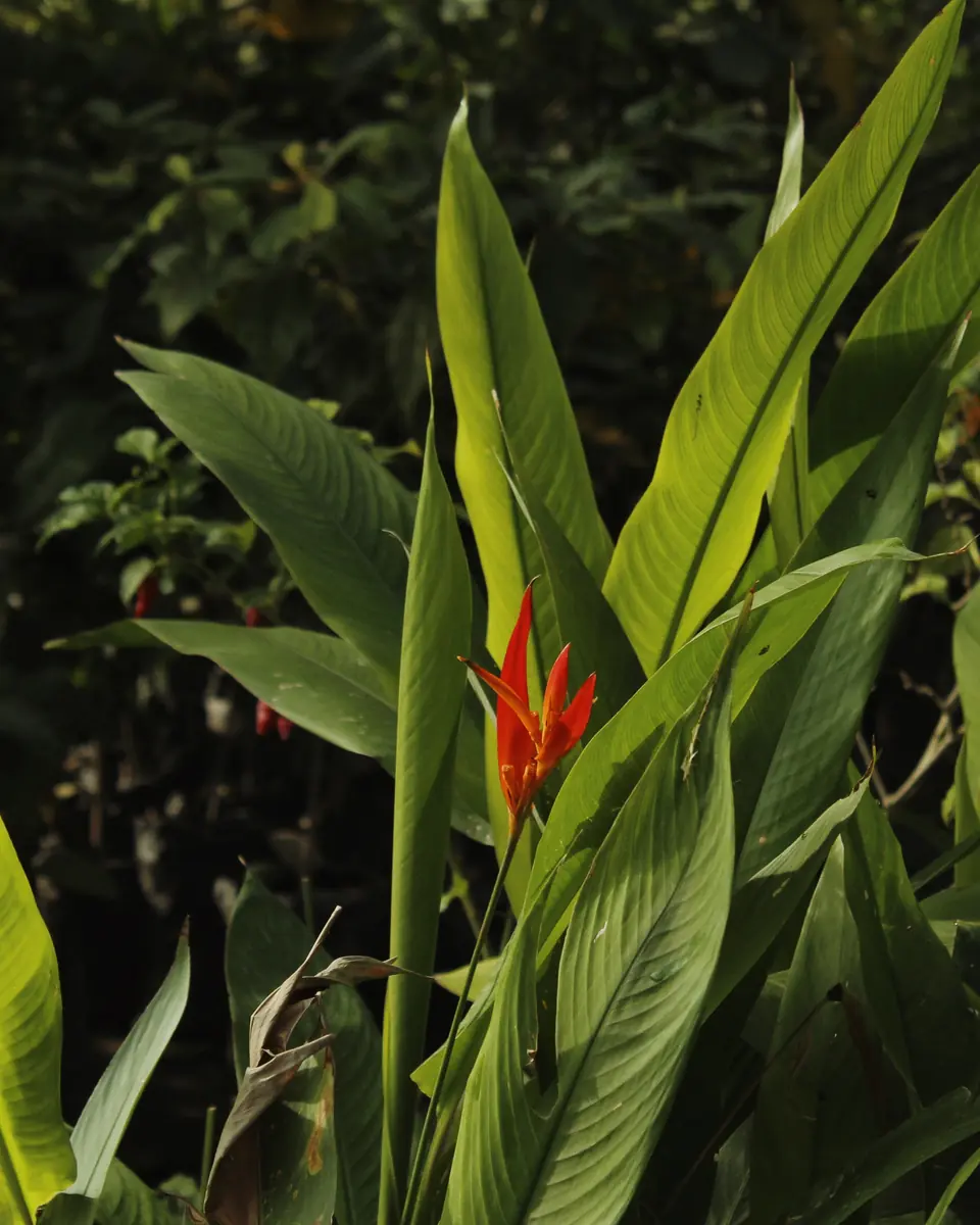 An orange heliconia flower among green leaves