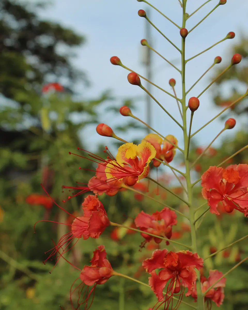 Orange flowers in the nursery