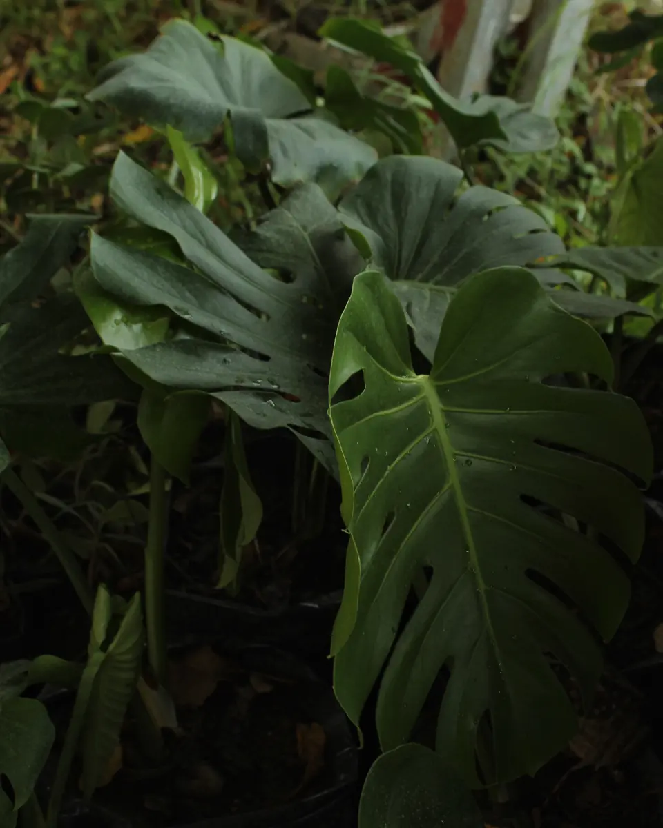 Large tropical leaves in the nursery