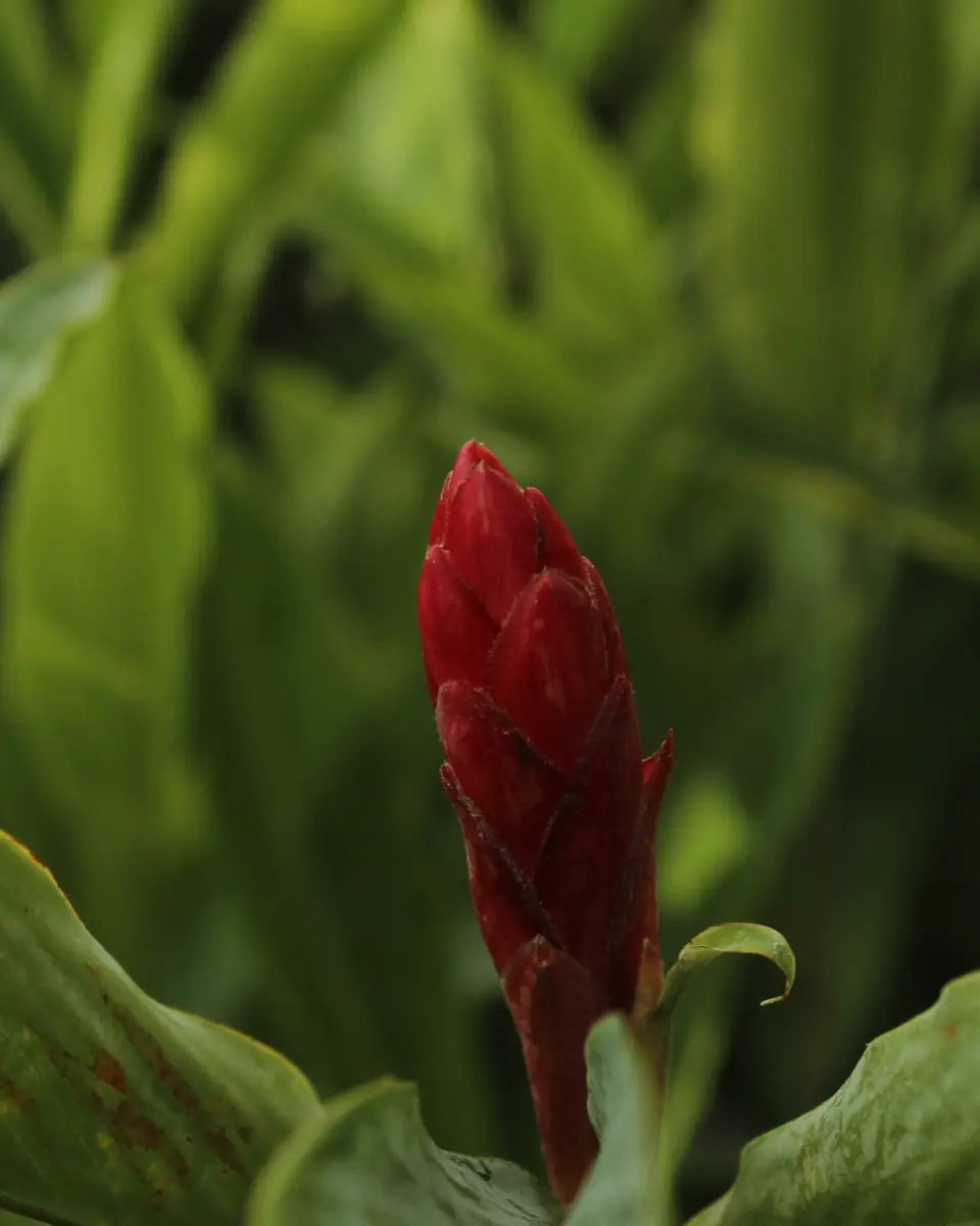 A red ginger flower among green leaves