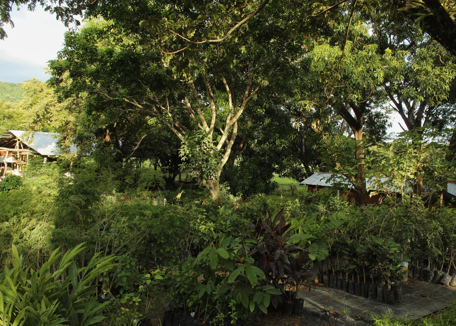 Basecamp at Tierramor's nursery (Vivero), Río Montaña, Nosara