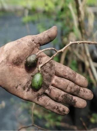 A soil-covered hand holding two green seeds still attached to their branch