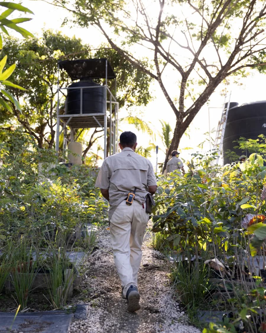 Someone walking a path between planted beds at the nursery