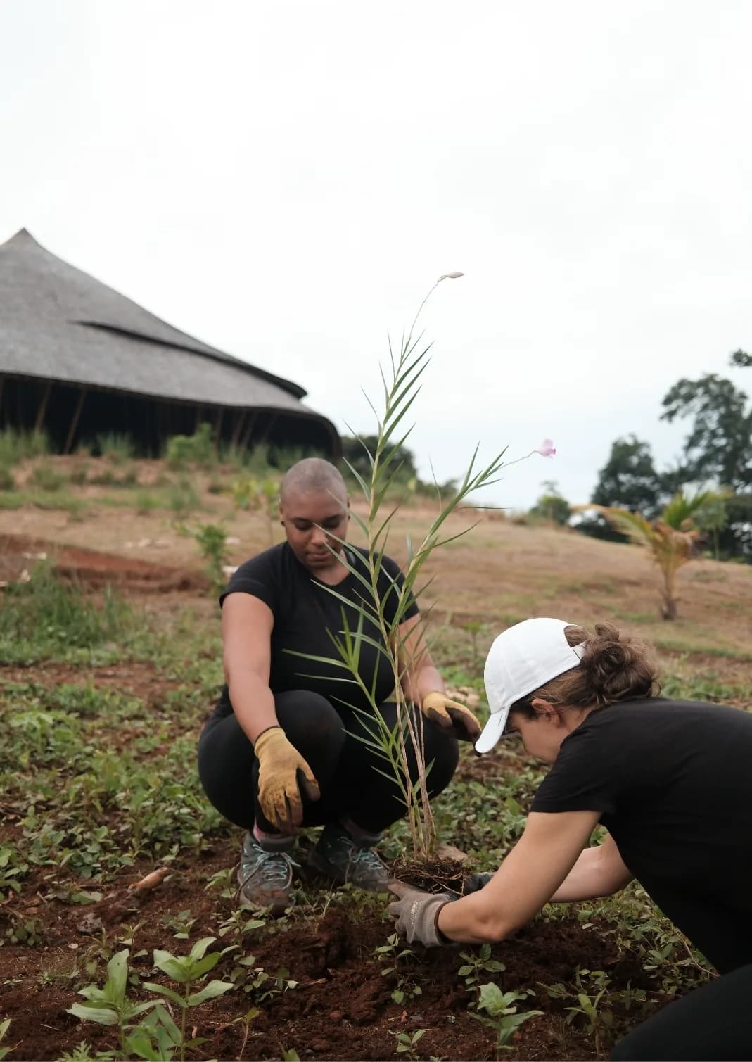 Two people planting a young tree