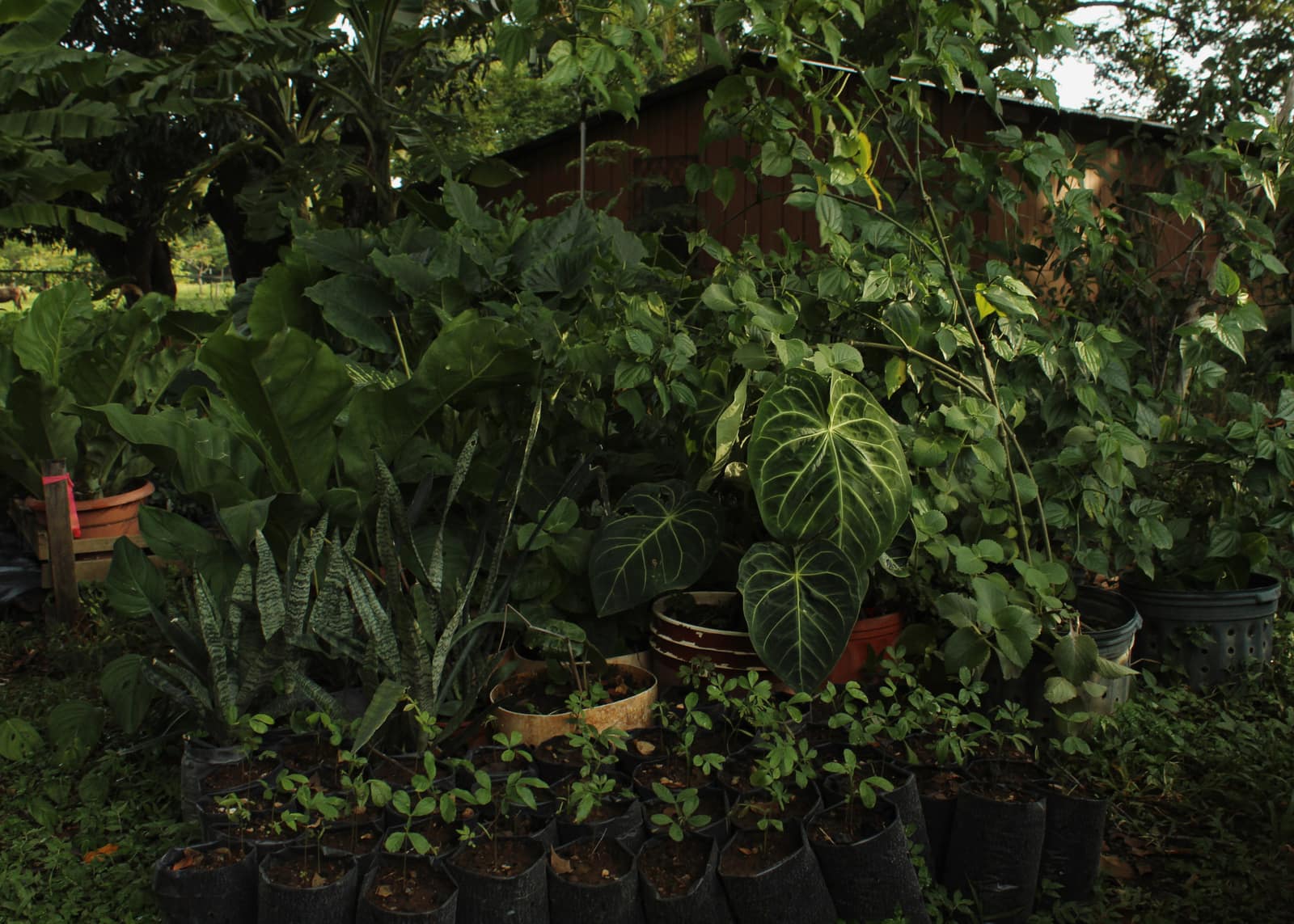 Basecamp at Tierramor's nursery (Vivero), Río Montaña, Nosara