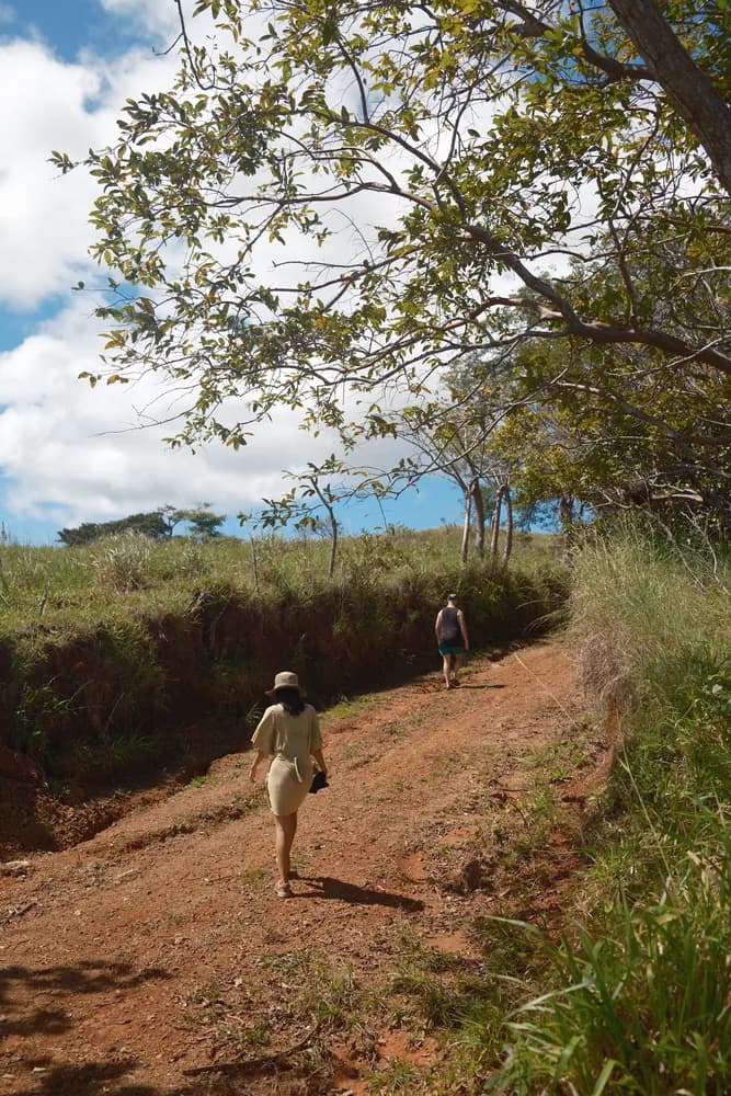 Two people walking a red dirt track that climbs between hedgerows