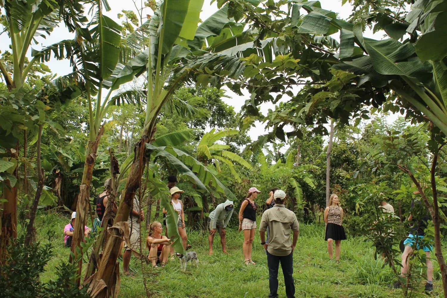 A group walking through a banana grove on a tour of the farm