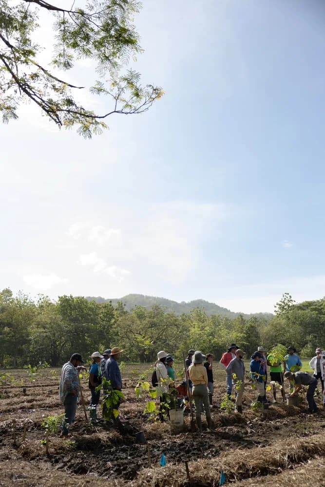 A line of people planting young trees across a cleared hillside under an open sky
