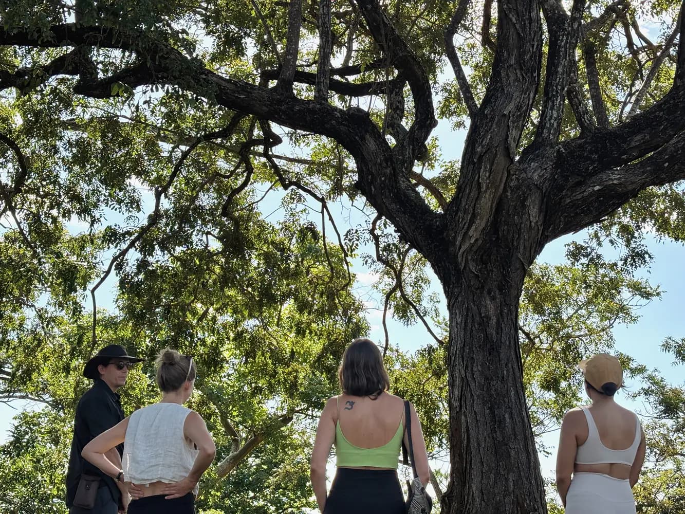 Four residents standing beneath the spreading canopy of a large old tree