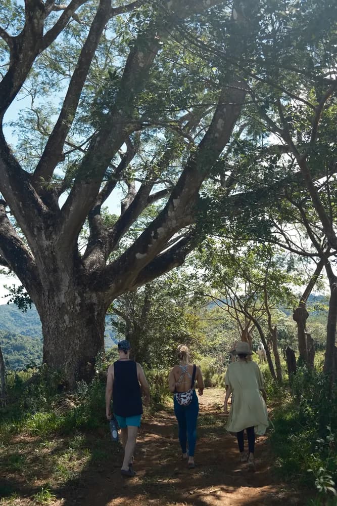 Three people walking a dirt path under the arching branches of an old tree