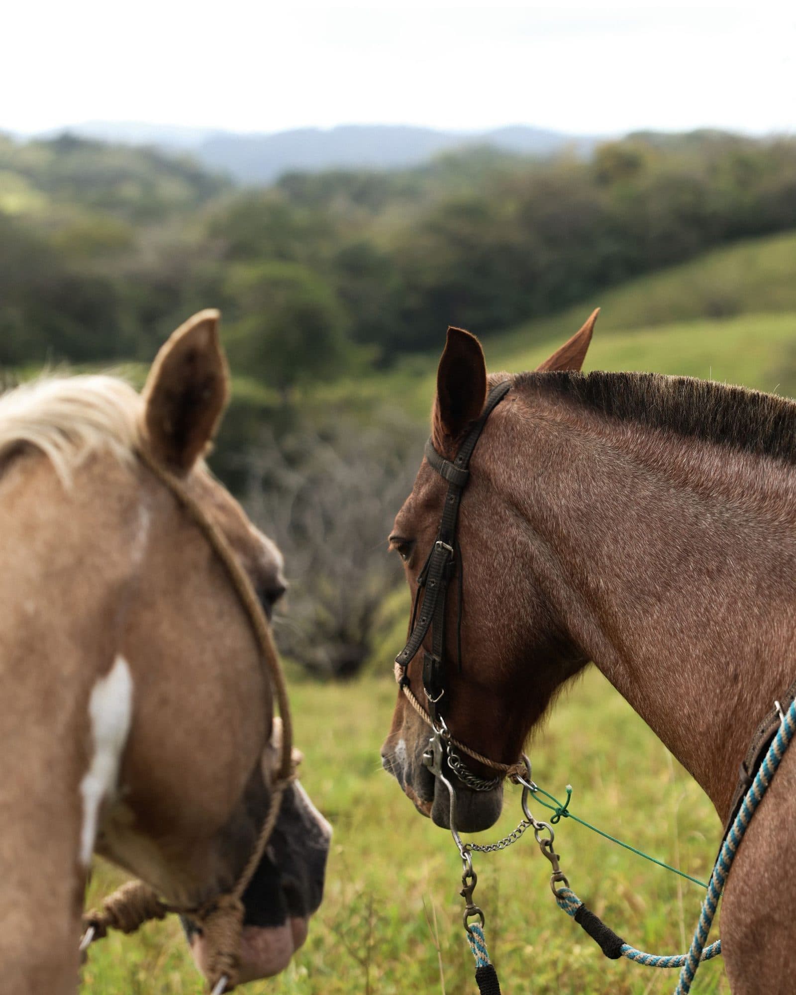 Two horses close up in a grass field