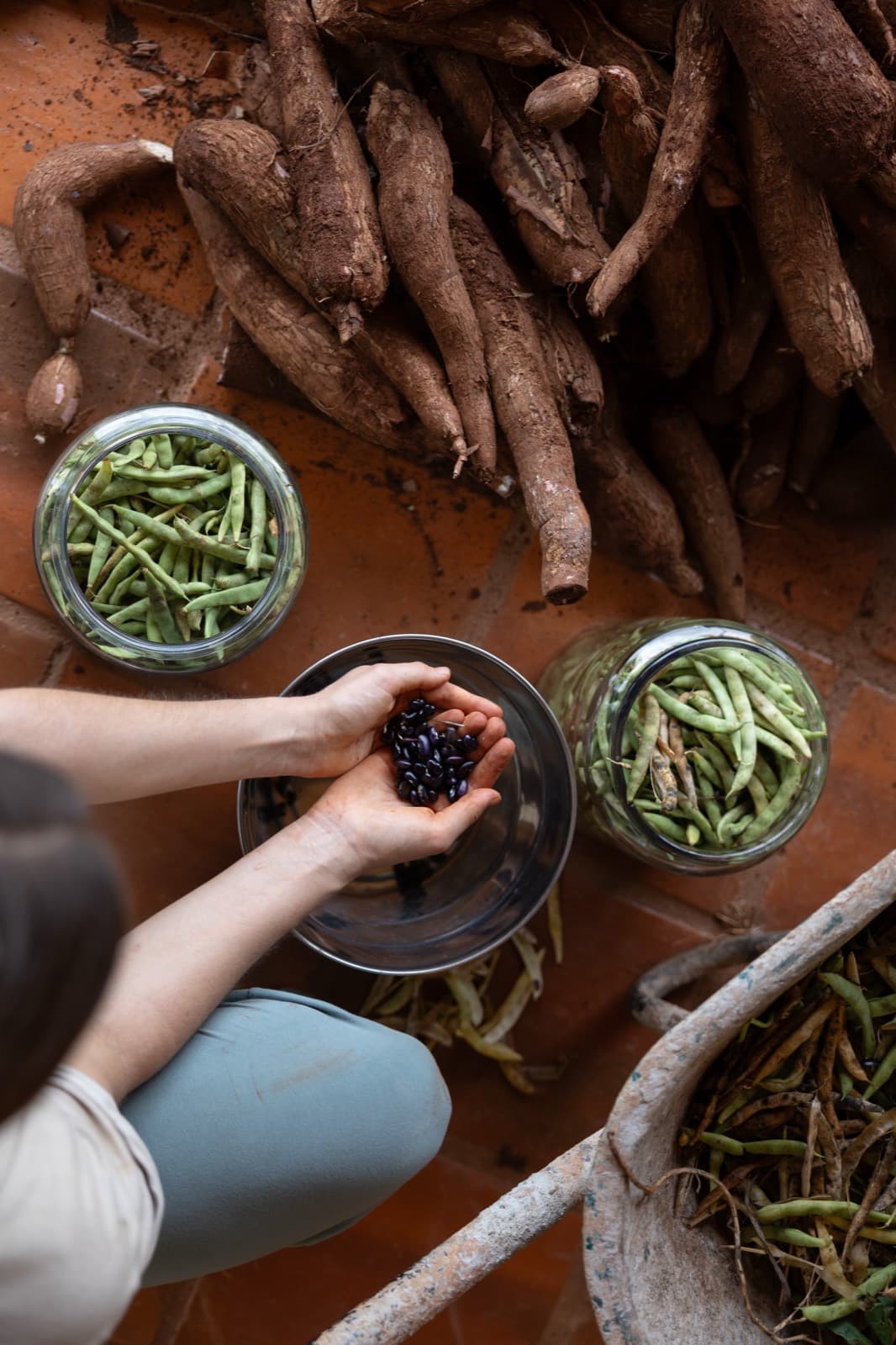 A resident sorting dark bean seeds over a bowl, beside jars of green beans and freshly dug cassava