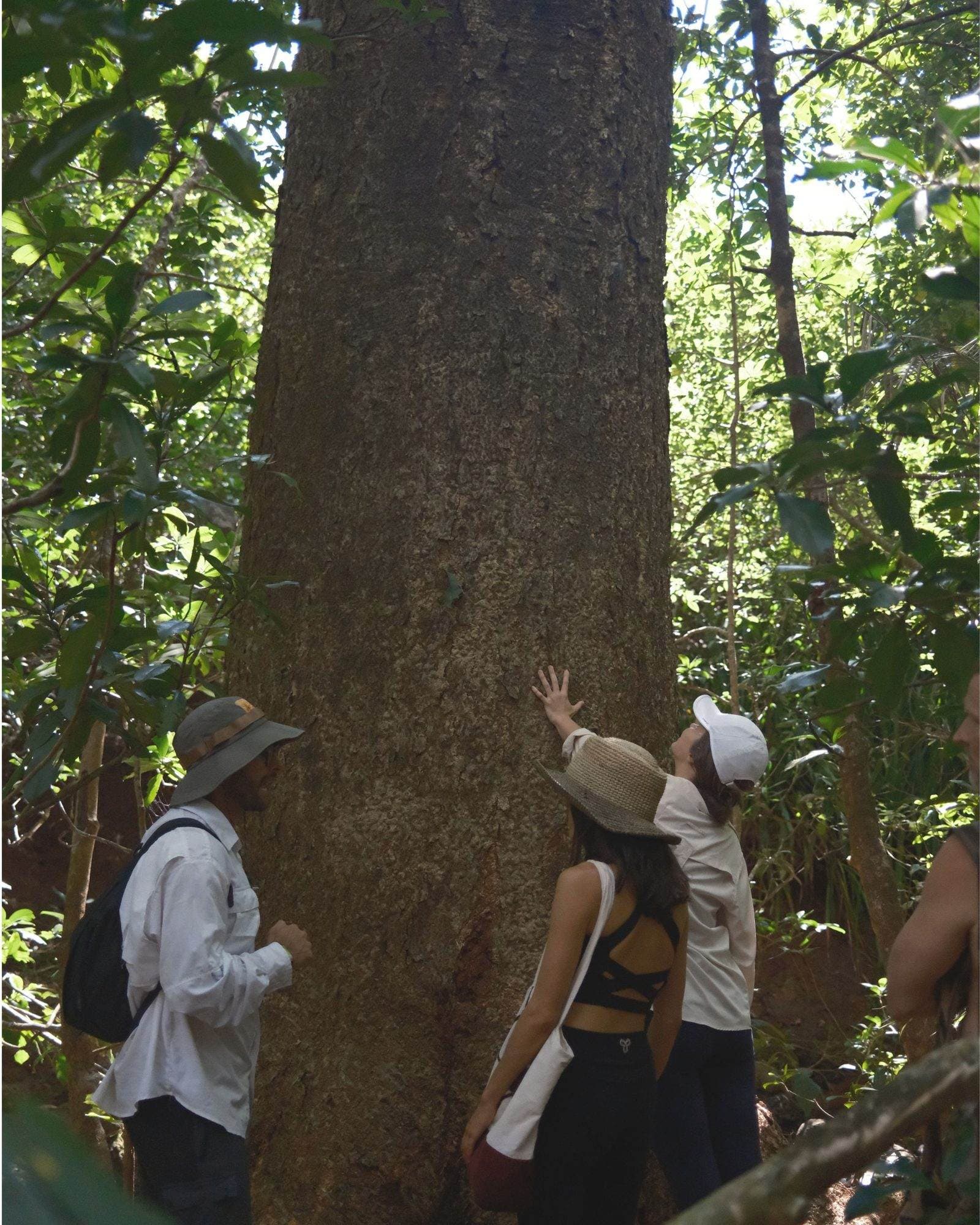Residents observing a towering old-growth tree in the forest